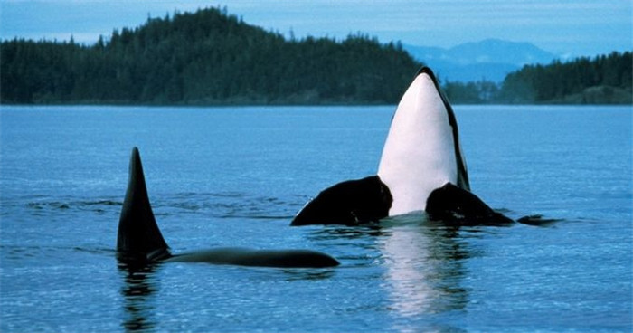 加拿大纽芬兰省-赏鲸胜地